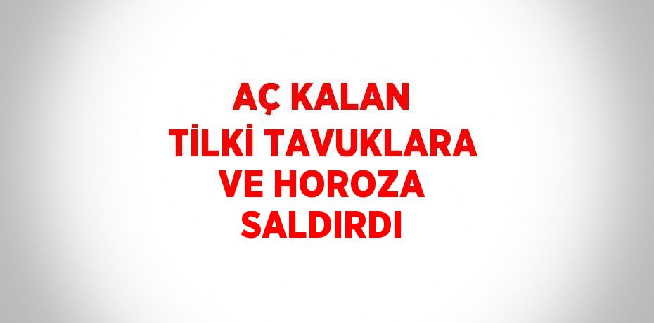 AÇ KALAN TİLKİ TAVUKLARA VE HOROZA SALDIRDI