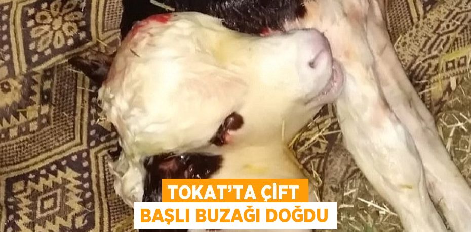 TOKAT’TA ÇİFT BAŞLI BUZAĞI DOĞDU