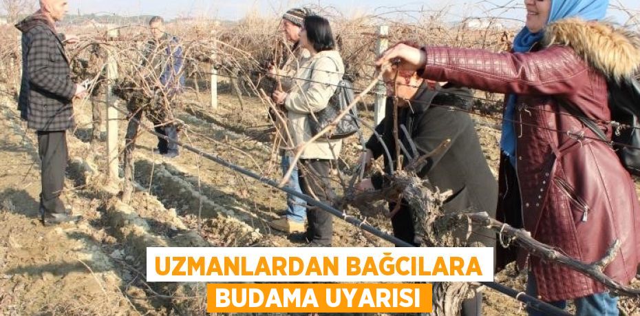 UZMANLARDAN BAĞCILARA BUDAMA UYARISI