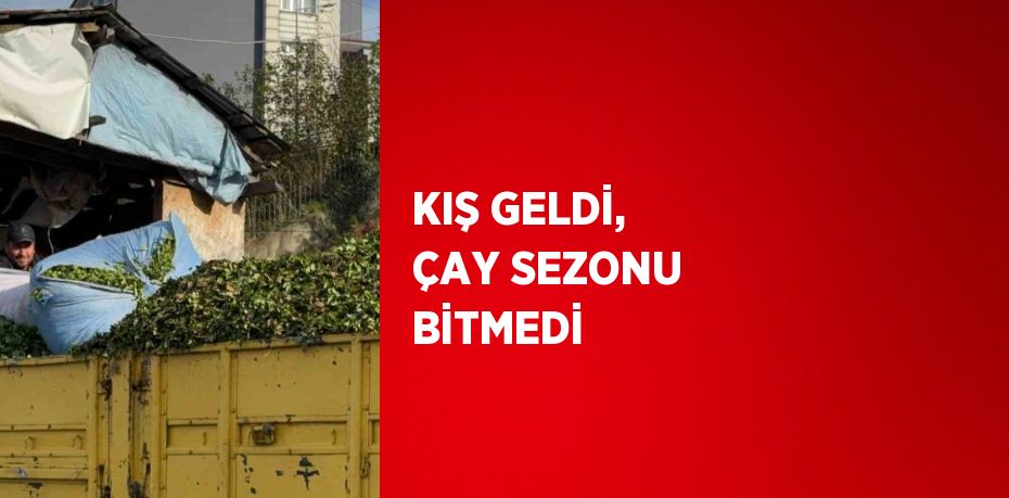 KIŞ GELDİ, ÇAY SEZONU BİTMEDİ