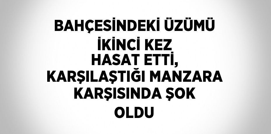 BAHÇESİNDEKİ ÜZÜMÜ İKİNCİ KEZ HASAT ETTİ, KARŞILAŞTIĞI MANZARA KARŞISINDA ŞOK OLDU