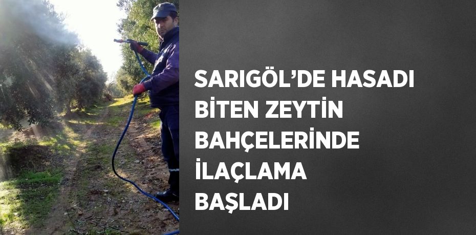 SARIGÖL’DE HASADI BİTEN ZEYTİN BAHÇELERİNDE İLAÇLAMA BAŞLADI