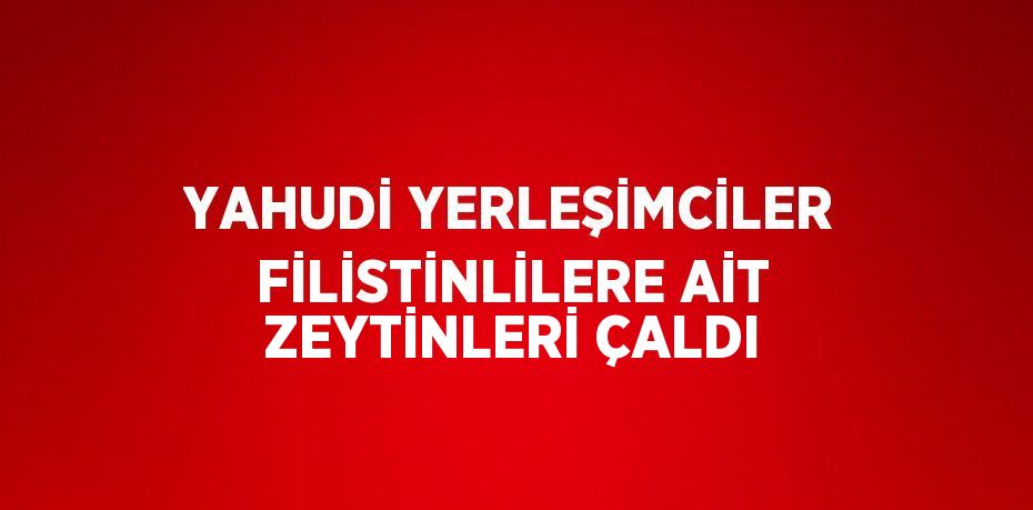 YAHUDİ YERLEŞİMCİLER FİLİSTİNLİLERE AİT ZEYTİNLERİ ÇALDI