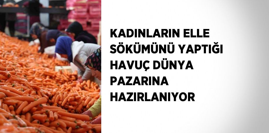 KADINLARIN ELLE SÖKÜMÜNÜ YAPTIĞI HAVUÇ DÜNYA PAZARINA HAZIRLANIYOR