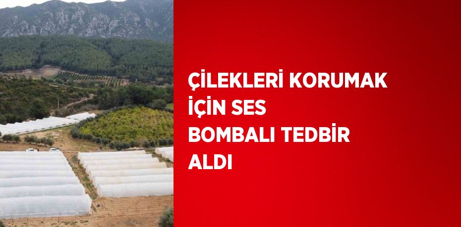 ÇİLEKLERİ KORUMAK İÇİN SES BOMBALI TEDBİR ALDI