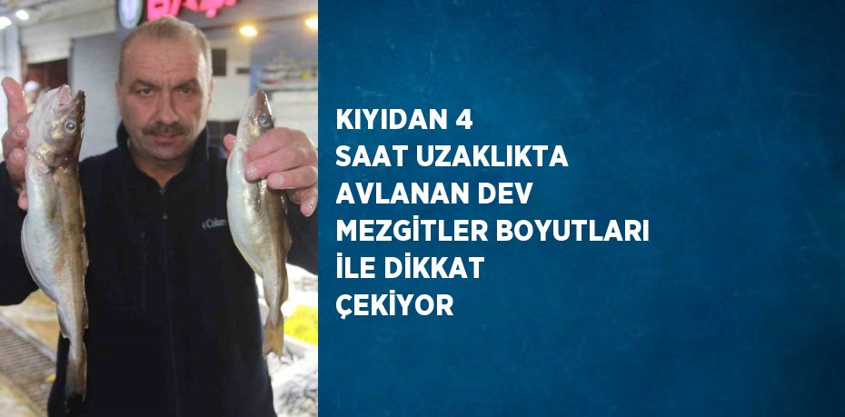 KIYIDAN 4 SAAT UZAKLIKTA AVLANAN DEV MEZGİTLER BOYUTLARI İLE DİKKAT ÇEKİYOR