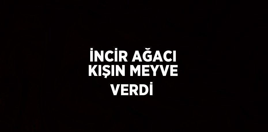 İNCİR AĞACI KIŞIN MEYVE VERDİ