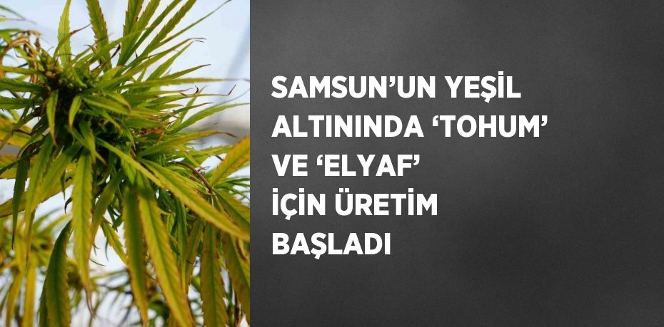 SAMSUN’UN YEŞİL ALTININDA ‘TOHUM’ VE ‘ELYAF’ İÇİN ÜRETİM BAŞLADI