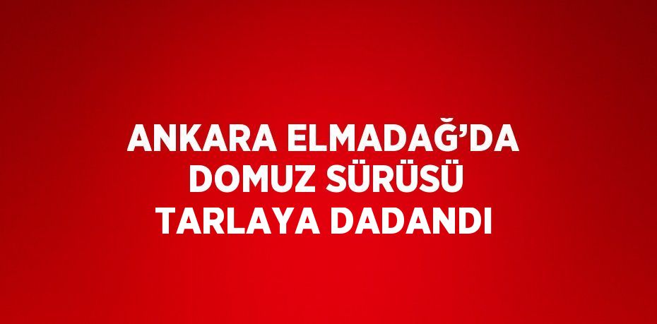 ANKARA ELMADAĞ’DA DOMUZ SÜRÜSÜ TARLAYA DADANDI