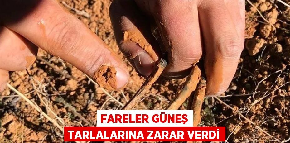 FARELER GÜNEŞ TARLALARINA ZARAR VERDİ