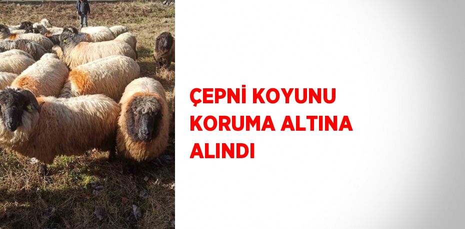 ÇEPNİ KOYUNU KORUMA ALTINA ALINDI