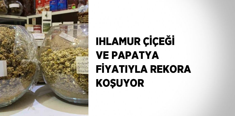 IHLAMUR ÇİÇEĞİ VE PAPATYA FİYATIYLA REKORA KOŞUYOR