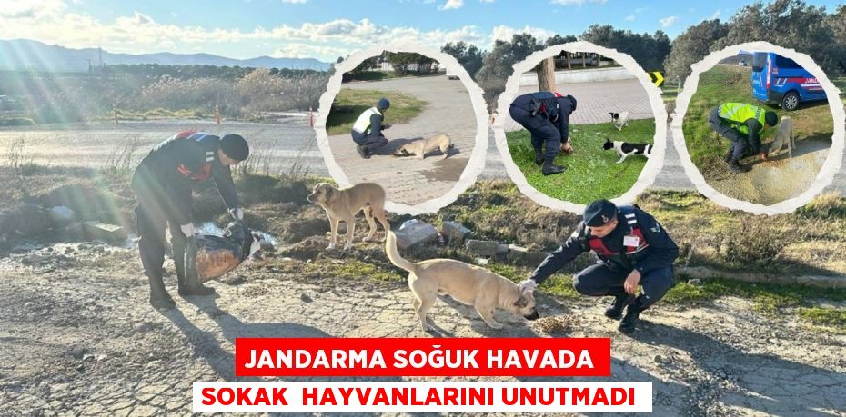 JANDARMA SOĞUK HAVADA SOKAK  HAYVANLARINI UNUTMADI