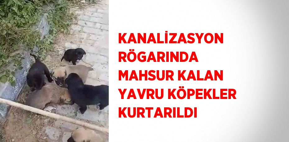 KANALİZASYON RÖGARINDA MAHSUR KALAN YAVRU KÖPEKLER KURTARILDI