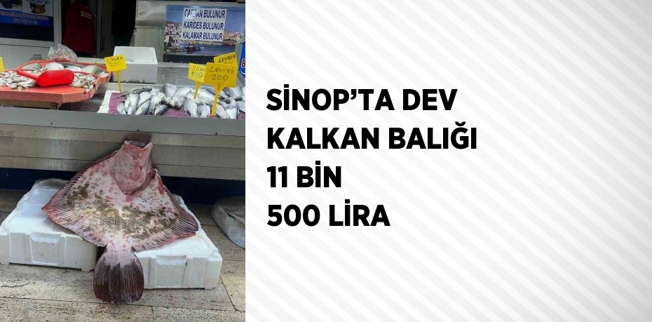 SİNOP’TA DEV KALKAN BALIĞI 11 BİN 500 LİRA