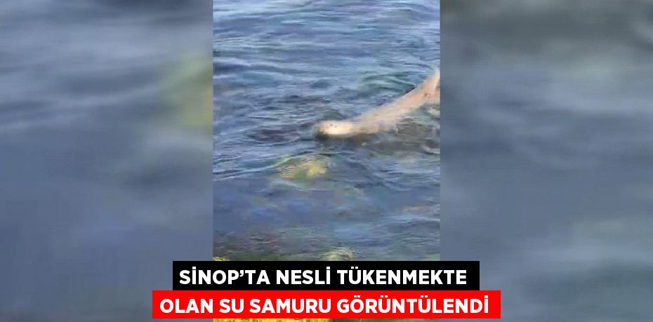 SİNOP’TA NESLİ TÜKENMEKTE OLAN SU SAMURU GÖRÜNTÜLENDİ