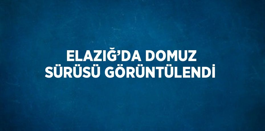 ELAZIĞ’DA DOMUZ SÜRÜSÜ GÖRÜNTÜLENDİ