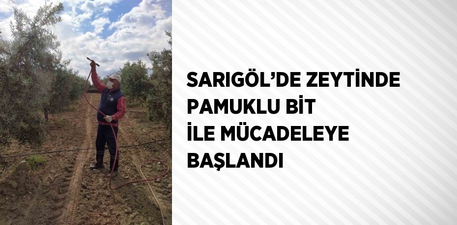 SARIGÖL’DE ZEYTİNDE PAMUKLU BİT İLE MÜCADELEYE BAŞLANDI