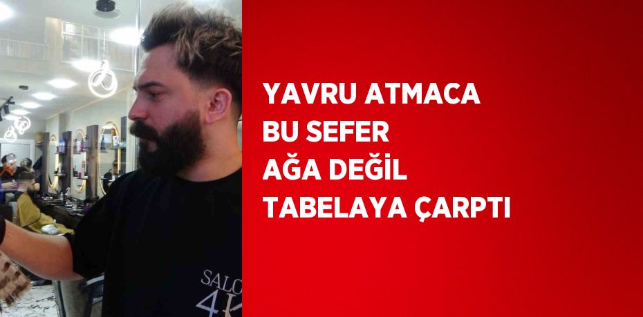 YAVRU ATMACA BU SEFER AĞA DEĞİL TABELAYA ÇARPTI