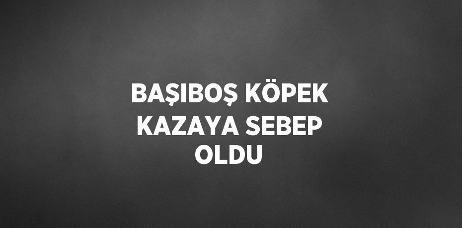 BAŞIBOŞ KÖPEK KAZAYA SEBEP OLDU