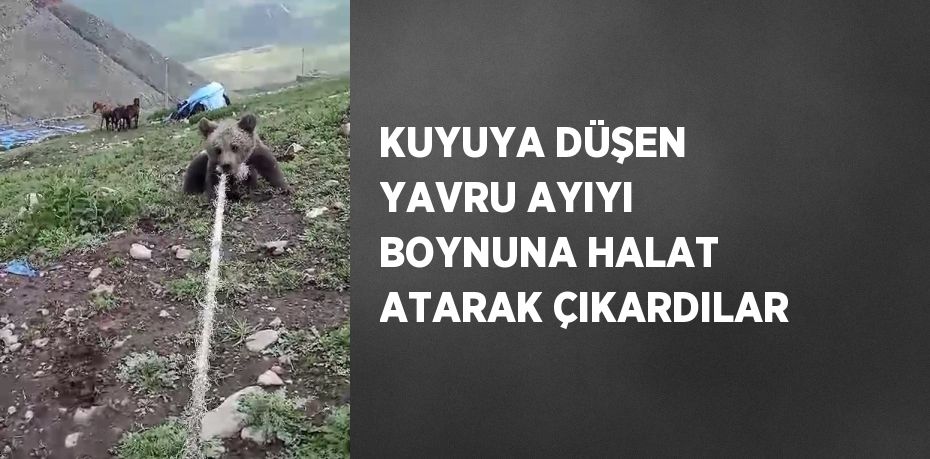 KUYUYA DÜŞEN YAVRU AYIYI BOYNUNA HALAT ATARAK ÇIKARDILAR