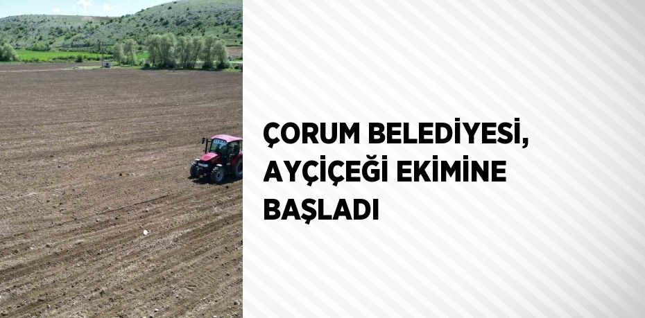 ÇORUM BELEDİYESİ, AYÇİÇEĞİ EKİMİNE BAŞLADI