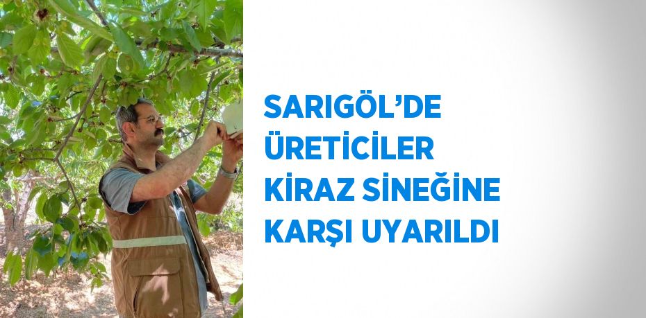 SARIGÖL’DE ÜRETİCİLER KİRAZ SİNEĞİNE KARŞI UYARILDI