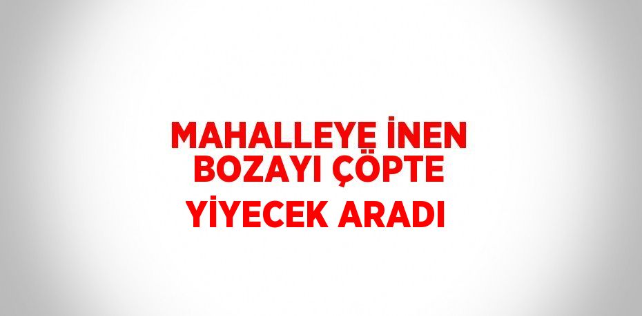 MAHALLEYE İNEN BOZAYI ÇÖPTE YİYECEK ARADI