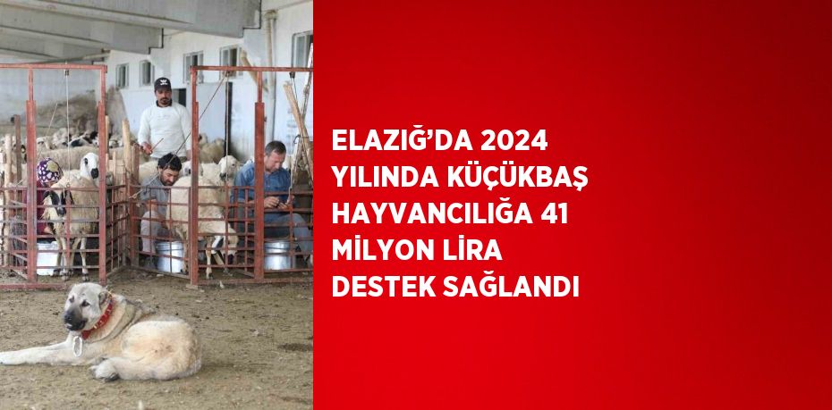 ELAZIĞ’DA 2024 YILINDA KÜÇÜKBAŞ HAYVANCILIĞA 41 MİLYON LİRA DESTEK SAĞLANDI