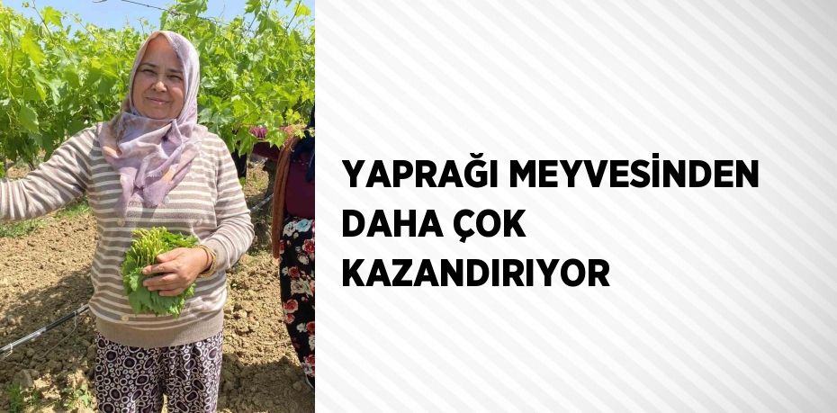 YAPRAĞI MEYVESİNDEN DAHA ÇOK KAZANDIRIYOR