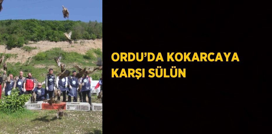 ORDU’DA KOKARCAYA KARŞI SÜLÜN