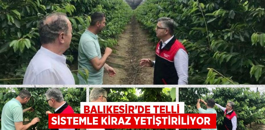 BALIKESİR’DE TELLİ SİSTEMLE KİRAZ YETİŞTİRİLİYOR