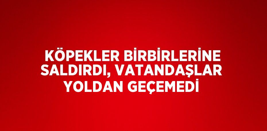 KÖPEKLER BİRBİRLERİNE SALDIRDI, VATANDAŞLAR YOLDAN GEÇEMEDİ