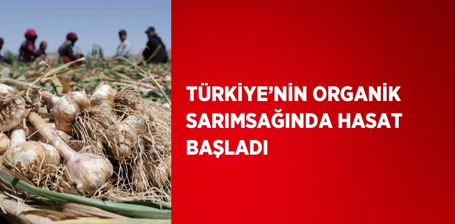 TÜRKİYE’NİN ORGANİK SARIMSAĞINDA HASAT BAŞLADI