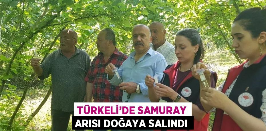 TÜRKELİ’DE SAMURAY ARISI DOĞAYA SALINDI