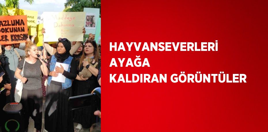 HAYVANSEVERLERİ AYAĞA KALDIRAN GÖRÜNTÜLER