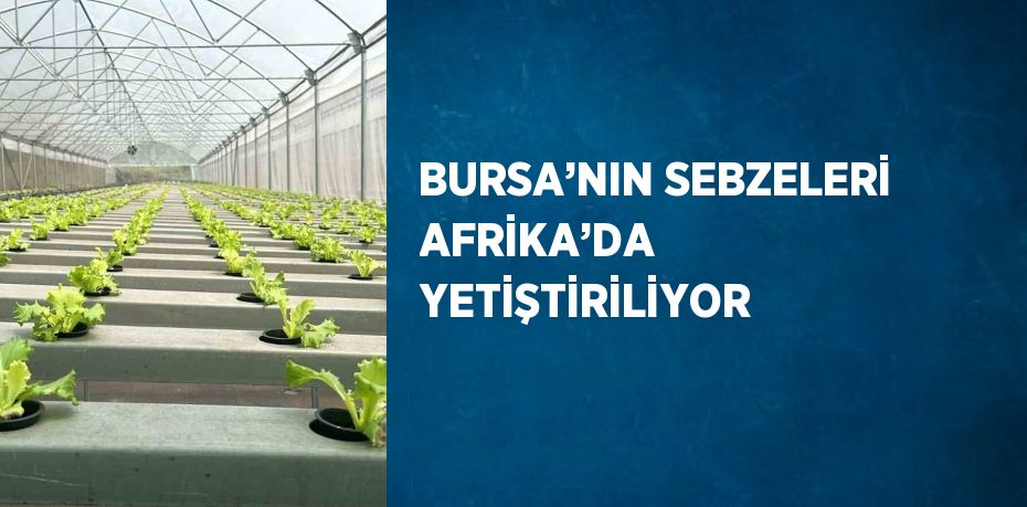 BURSA’NIN SEBZELERİ AFRİKA’DA YETİŞTİRİLİYOR