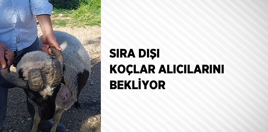 SIRA DIŞI KOÇLAR ALICILARINI BEKLİYOR