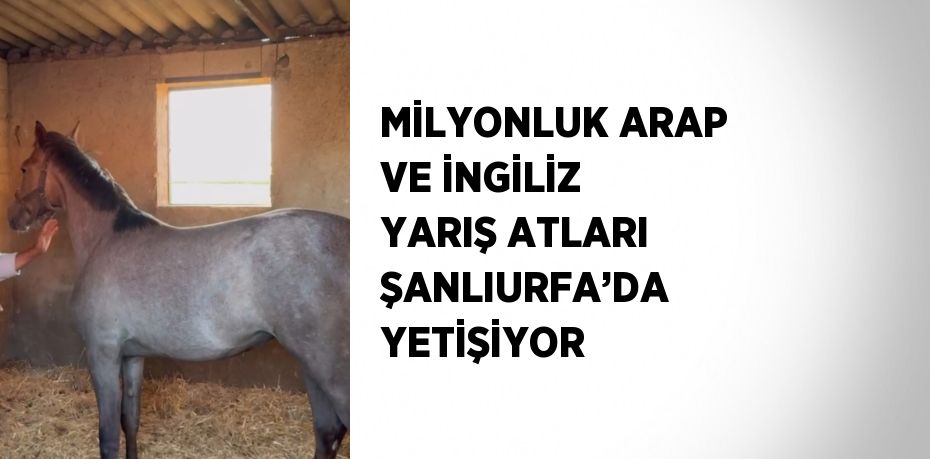 MİLYONLUK ARAP VE İNGİLİZ YARIŞ ATLARI ŞANLIURFA’DA YETİŞİYOR