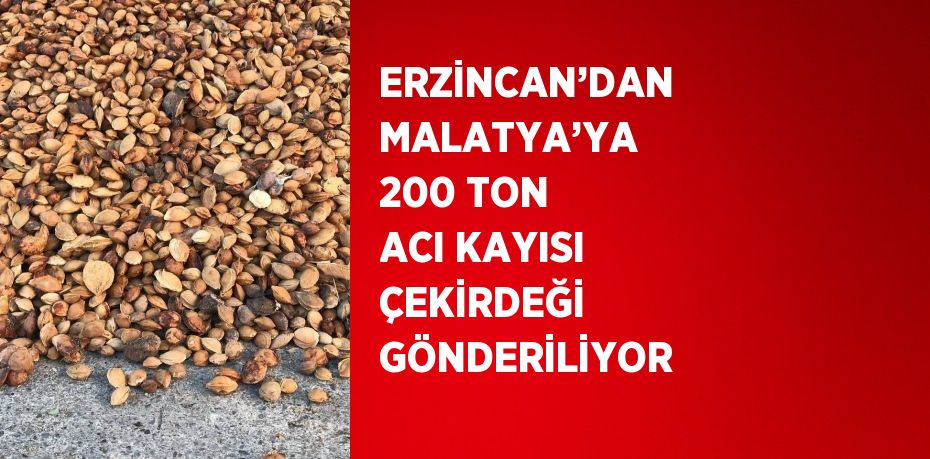 ERZİNCAN’DAN MALATYA’YA 200 TON ACI KAYISI ÇEKİRDEĞİ GÖNDERİLİYOR