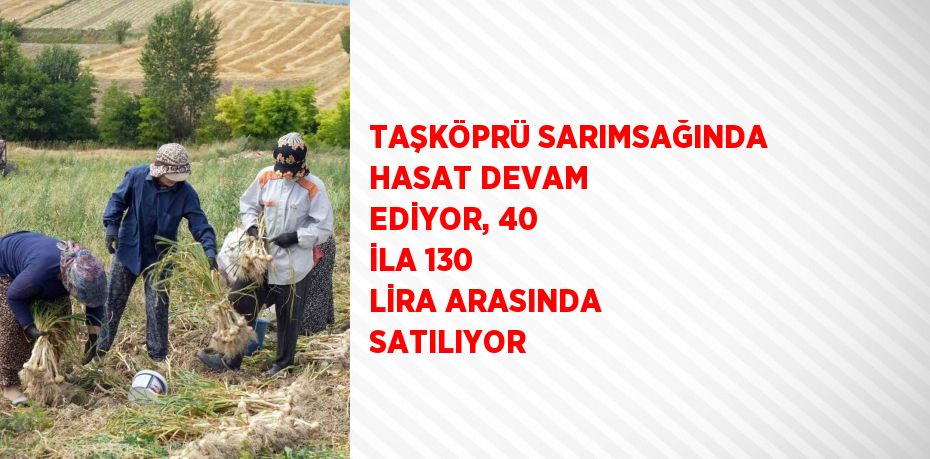 TAŞKÖPRÜ SARIMSAĞINDA HASAT DEVAM EDİYOR, 40 İLA 130 LİRA ARASINDA SATILIYOR