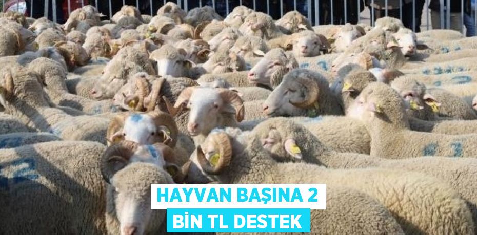 HAYVAN BAŞINA 2 BİN TL DESTEK