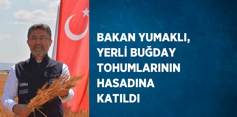 BAKAN YUMAKLI, YERLİ BUĞDAY TOHUMLARININ HASADINA KATILDI