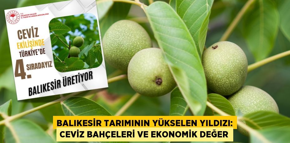 Balıkesir Tarımının Yükselen Yıldızı: Ceviz Bahçeleri ve Ekonomik Değer