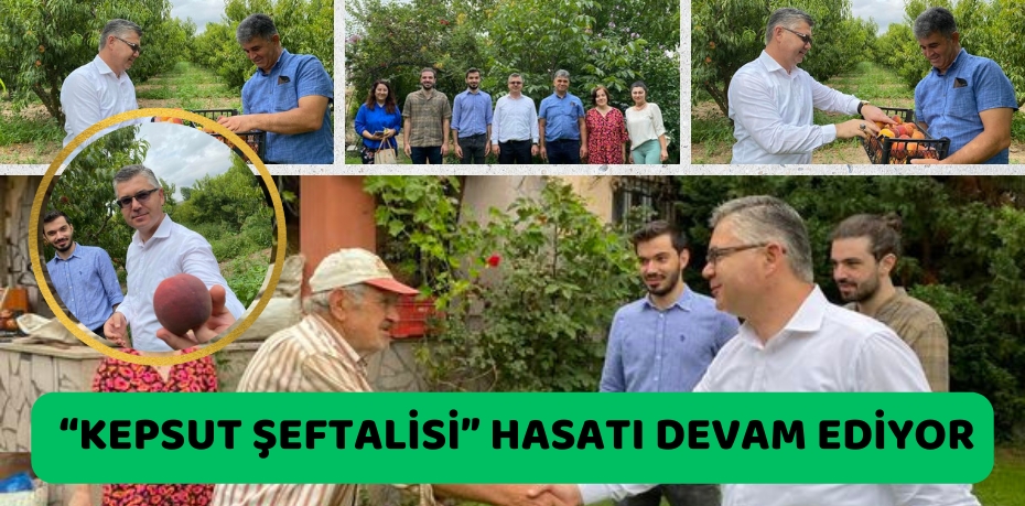 “KEPSUT ŞEFTALİSİ” HASATI DEVAM EDİYOR