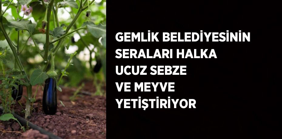 GEMLİK BELEDİYESİNİN SERALARI HALKA UCUZ SEBZE VE MEYVE YETİŞTİRİYOR