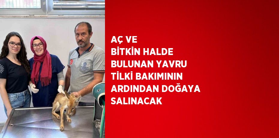 AÇ VE BİTKİN HALDE BULUNAN YAVRU TİLKİ BAKIMININ ARDINDAN DOĞAYA SALINACAK