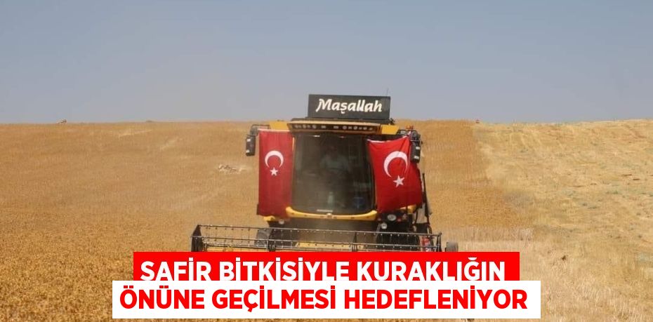 SAFİR BİTKİSİYLE KURAKLIĞIN ÖNÜNE GEÇİLMESİ HEDEFLENİYOR