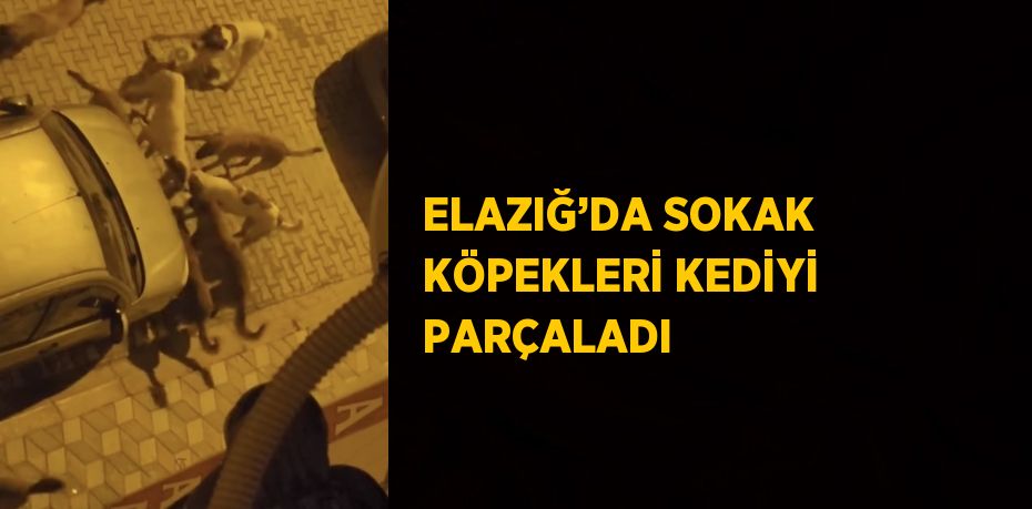 ELAZIĞ’DA SOKAK KÖPEKLERİ KEDİYİ PARÇALADI