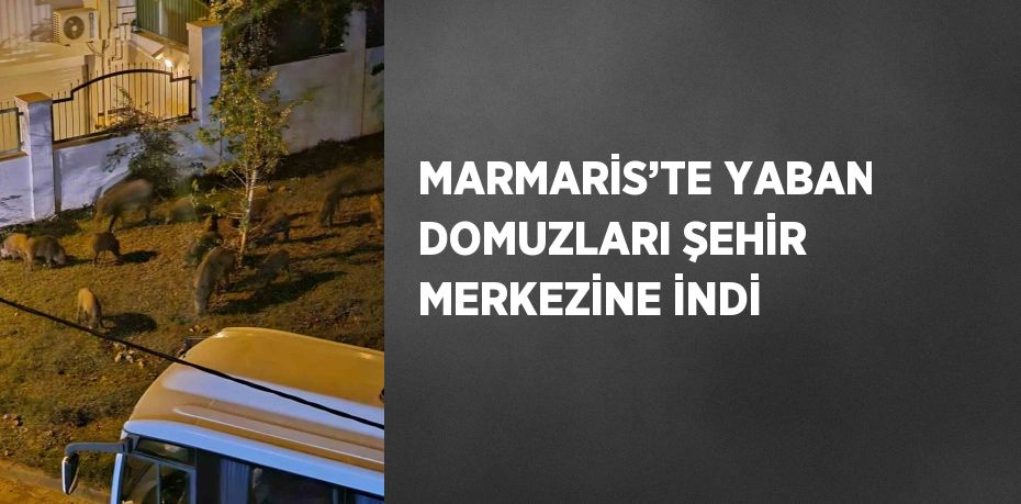 MARMARİS’TE YABAN DOMUZLARI ŞEHİR MERKEZİNE İNDİ